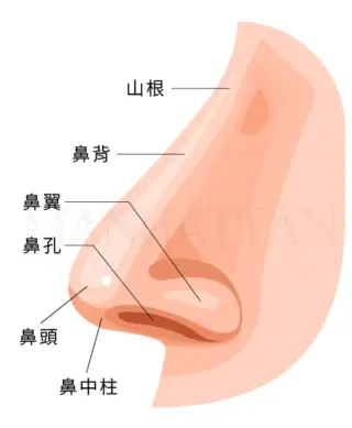 柯安達 隆鼻講解 鼻子名稱